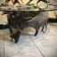 moose coffee table