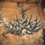 Mule Deer Chandelier