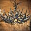 Mule Deer Chandelier