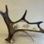 (bear) moose antler carving
